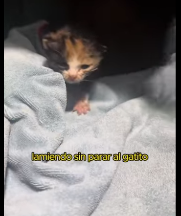 A0701006 Rescatar es amor en movimiento. (Parte 2)