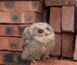 Y2512010 trapped owl flew to my house help (Part 2)