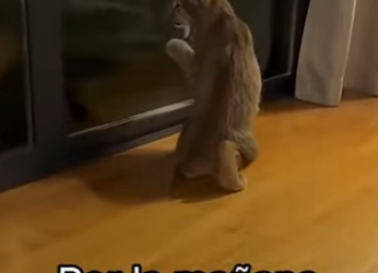 F0701005 un leopardo salto en mi coche (Parte 2)