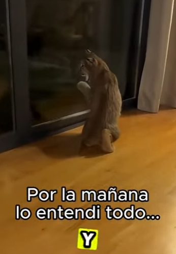 F0701005 un leopardo salto en mi coche (Parte 2)