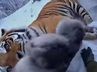 F0701003 un tigre salvo mi vida al final (Parte 2)