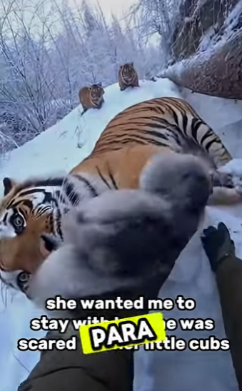 F0701003 un tigre salvo mi vida al final (Parte 2)