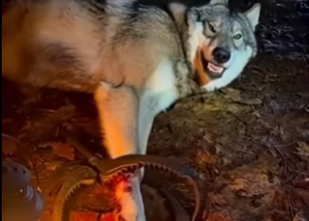 F0701002 5este lobo me asusto y hize esto (Parte 2)