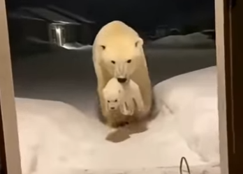 F0701004 un oso polar me solprende con esto (Parte 2)