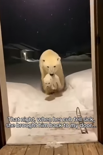 F0701004 un oso polar me solprende con esto (Parte 2)