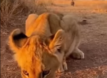 F0701001 salve un leon indefenso y paso esto al final (Parte 2)