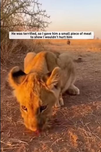 F0701001 salve un leon indefenso y paso esto al final (Parte 2)
