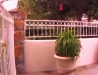 N0701007 Coyote Intenta Cazar Husky Siberiano! (Parte 2)