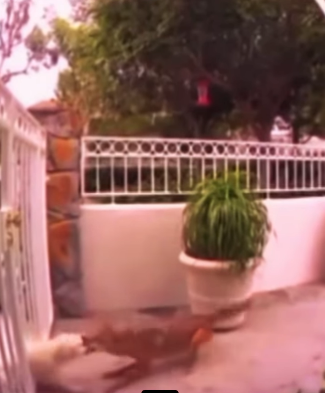 N0701007 Coyote Intenta Cazar Husky Siberiano! (Parte 2)