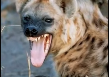 N0701001 Hienas Intentan atacar leona! (Parte 2)