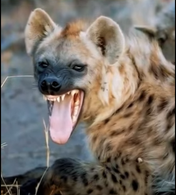 N0701001 Hienas Intentan atacar leona! (Parte 2)