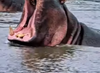 N0701002 Leona vs Hipopotamo! (Parte 2)