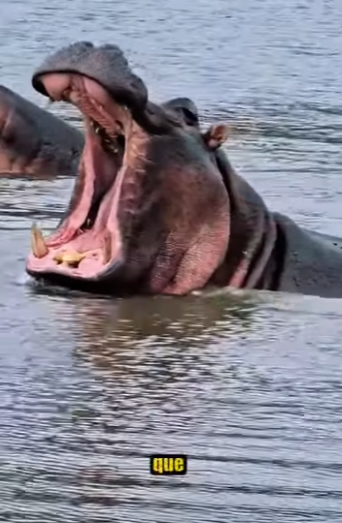 N0701002 Leona vs Hipopotamo! (Parte 2)