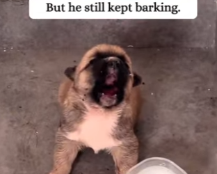 Y2912017 rescued puppy in rain adopted it! (Part 2)