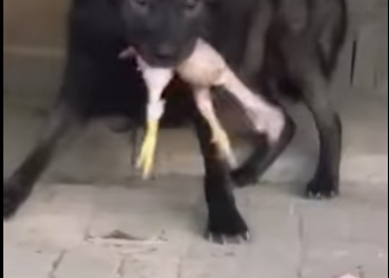 N0701005 Manada de Lobos vs Pastor Aleman! (Parte 2)