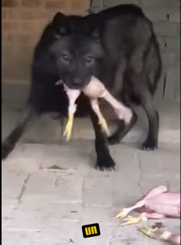 N0701005 Manada de Lobos vs Pastor Aleman! (Parte 2)