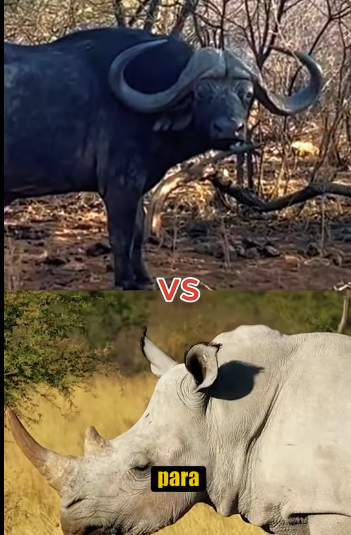 N0701006 Rinoceronte vs Bufalo! (Parte 2)
