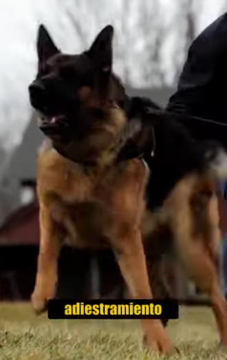 N0701004 Zorro Intenta Cazar un Pastor Aleman! (Parte 2)