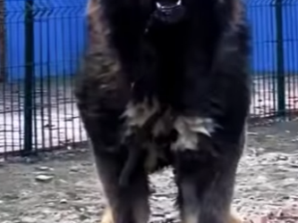 N0701003 pastor caucasico vs rottweiler Rottweiler intenta enfrentarse (Parte 2)