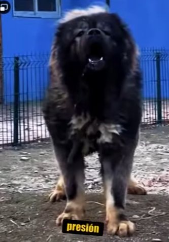 N0701003 pastor caucasico vs rottweiler Rottweiler intenta enfrentarse (Parte 2)