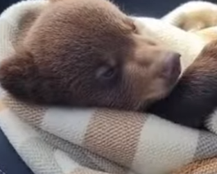 M0501007 Pack of Wolves Was Attacking Baby Bear (Part 2)