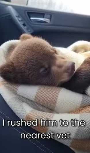 M0501007 Pack of Wolves Was Attacking Baby Bear (Part 2)