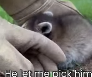 M0501006 Baby Raccoon Fell in My Yard (Part 2)