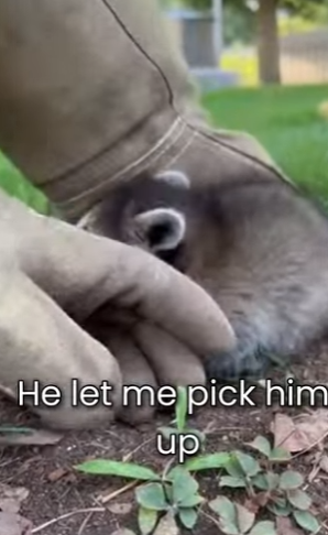 M0501006 Baby Raccoon Fell in My Yard (Part 2)