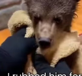 M0501001 Little Bear Cub Trapped Under Ice (Part 2)