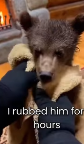 M0501001 Little Bear Cub Trapped Under Ice (Part 2)