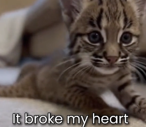 M0501005 Baby Bobcat Fell Treetops… They Said He Would Never (Part 2)