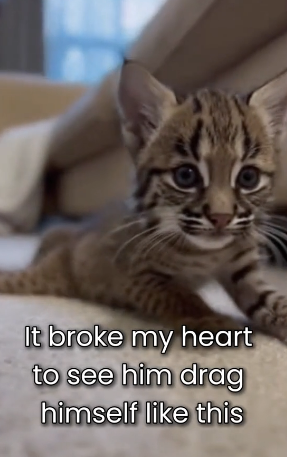 M0501005 Baby Bobcat Fell Treetops… They Said He Would Never (Part 2)