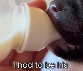 M0501004 Mother Wolf Gave Me Her Baby… It Was Her Last Wish (Part 2)