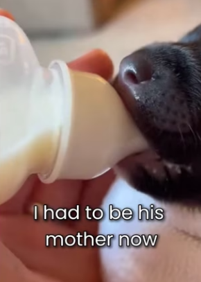 M0501004 Mother Wolf Gave Me Her Baby… It Was Her Last Wish (Part 2)