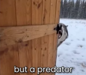 M0101019 Lynx was Giving Birth In My Barn (Part 2)