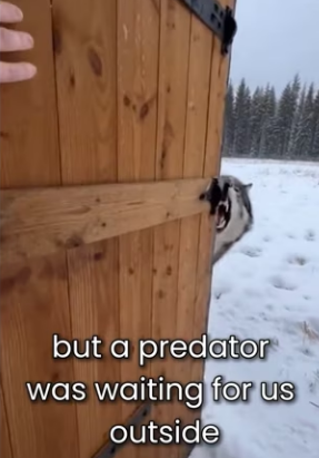 M0101019 Lynx was Giving Birth In My Barn (Part 2)