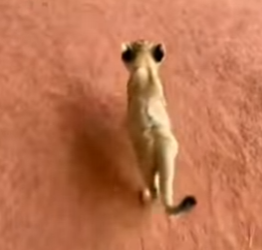 M0701002 Mother Lioness Attacked Her Own Cub (Part 2)