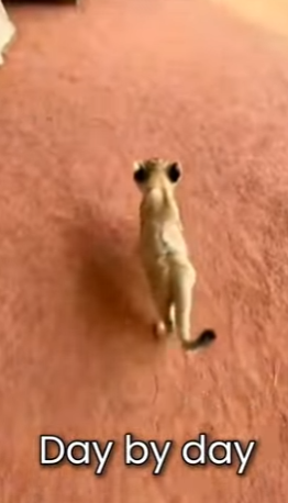 M0701002 Mother Lioness Attacked Her Own Cub (Part 2)