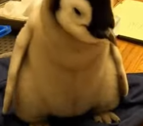 M0701003 Pack of Sea Lions Was Attacking Baby Penguin (Part 2)