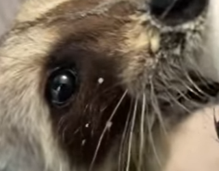 Y2912010 rescued baby raccoon fell into pool adopted it (Part 2)