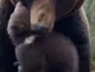 M0701004 Pack of Wolves Was Attacking Baby Bear on Highway (Part 2)