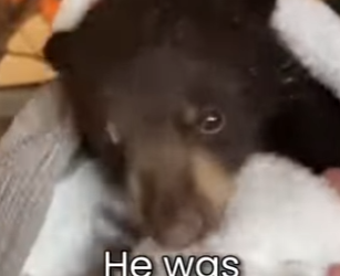 M0701007 Little Cub Fell Trough Ice Couldn Get Out (Part 2)