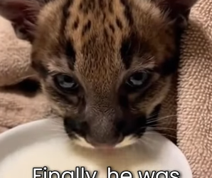 M0701005 Saw Two Eyes Staring Tar Pit (Part 2)