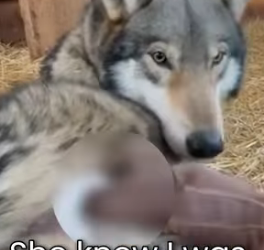 M0701001 Wounded Wolf Came to My Door Help (Part 2)