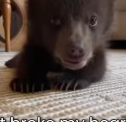 M0701006 Little Bear Will Never Walk Again (Part 2)