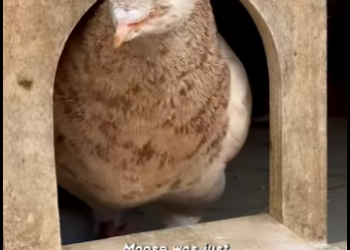 W0506002 Moose became inspiration pigeon dove rescue (Part 2)