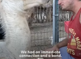 W0506010 Baby Camel Follows His Human Dad Everywhere (Part 2)