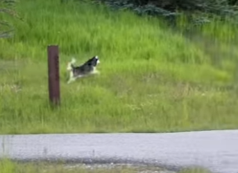 W0506007 Husky Meets Fox On An Evening Walk (Part 2)