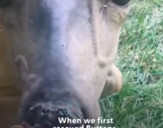 W0506004 Wild Deer Dog Have Been Besties Year (Part 2)