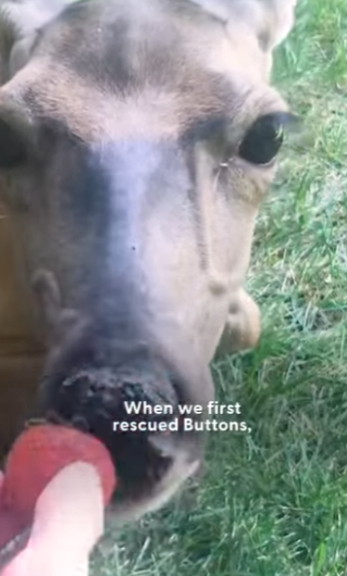 W0506004 Wild Deer Dog Have Been Besties Year (Part 2)